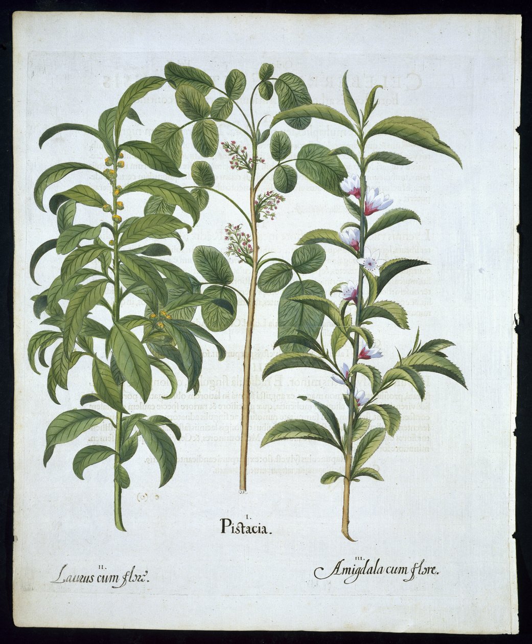 Pistachier, Laurier noble et Amandier, planche 6 de Hortus Eystettensis par Basil Besler (1561-1629) publié en 1613 - German School