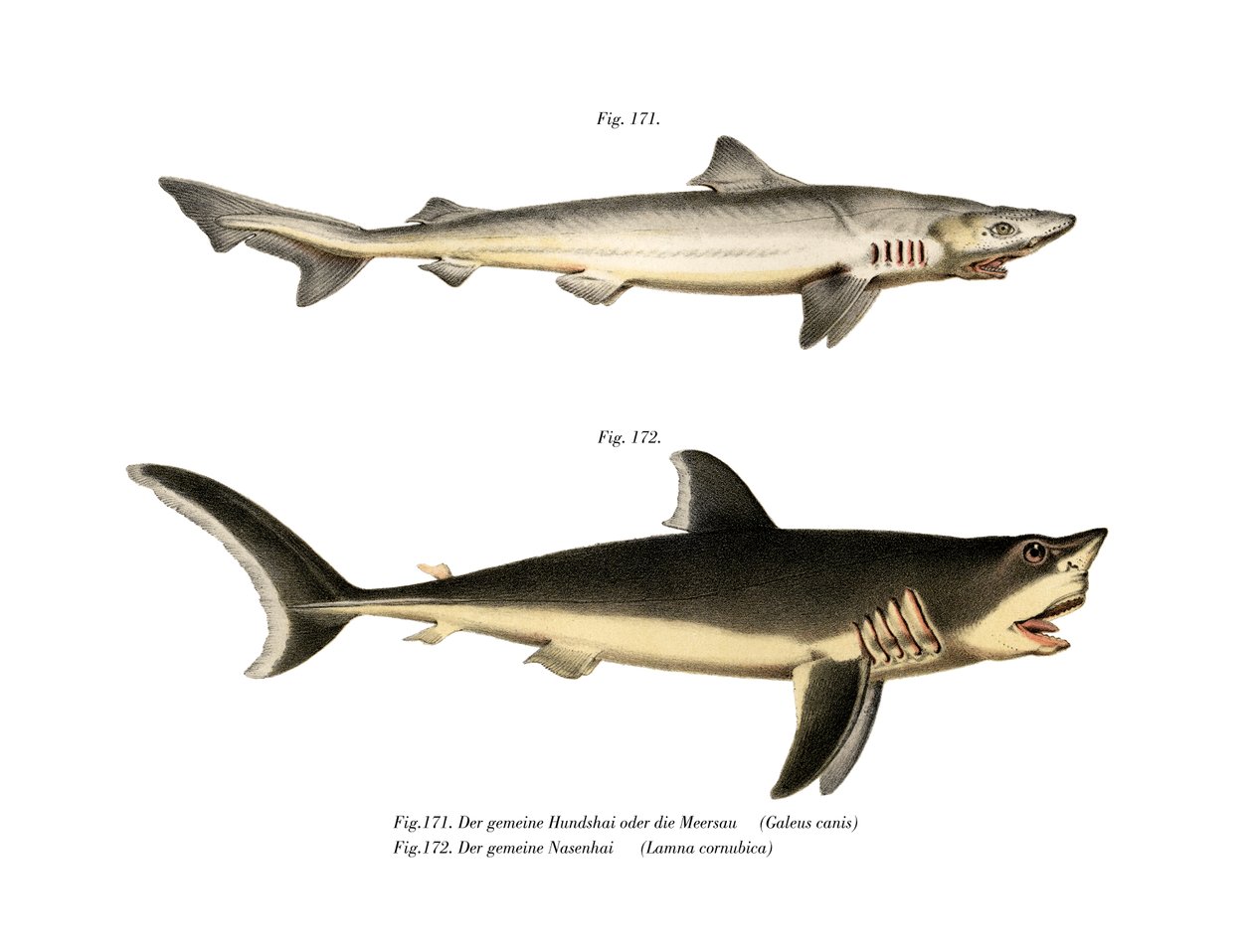 Requin hâ - German School
