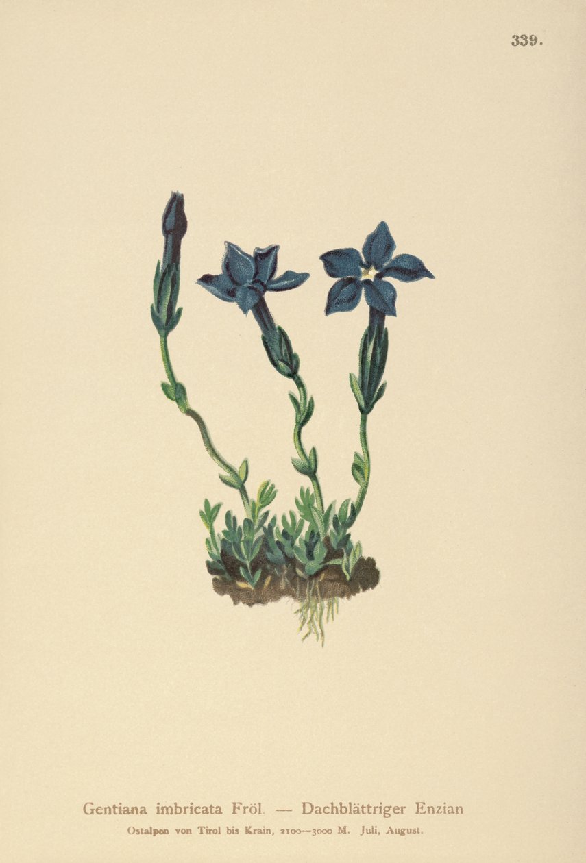 Gentiane de Triglav (Gentiana terglouensis, Gentiana imbricata) - German School