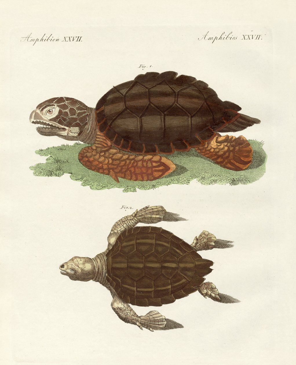 Tortues de taille phénoménale - German School