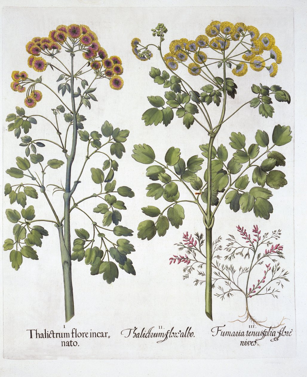 Two Kinds of Meadow Rue et Fumewort, de Hortus Eystettensis, par Basil Besler, pub. 1613 - German School