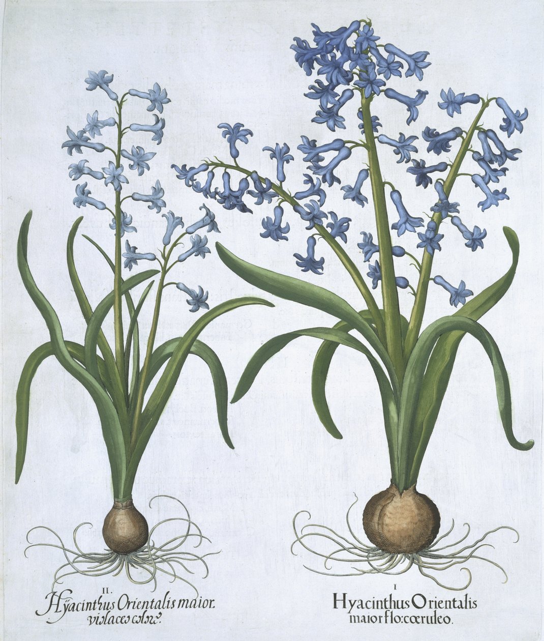 Deux jacinthes bleues, de Hortus Eystettensis par Basil Besler (1561-1629) publié en 1613 - German School