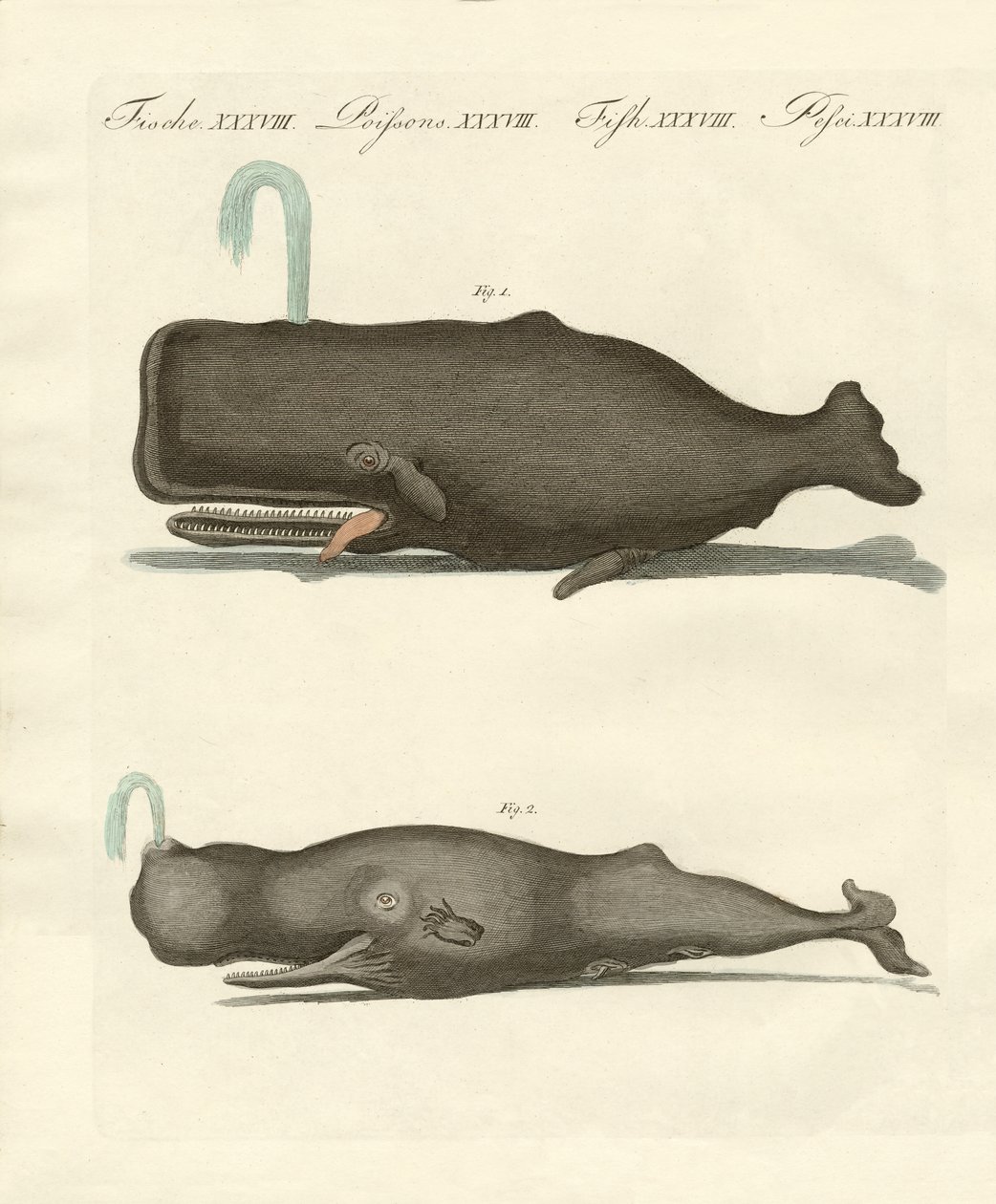 Deux types étranges de baleines - German School