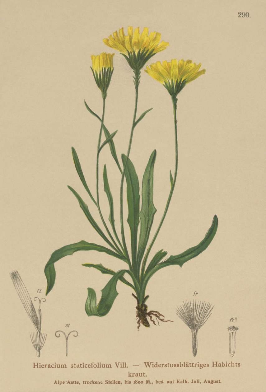 Tolpis à feuilles de statice - German School