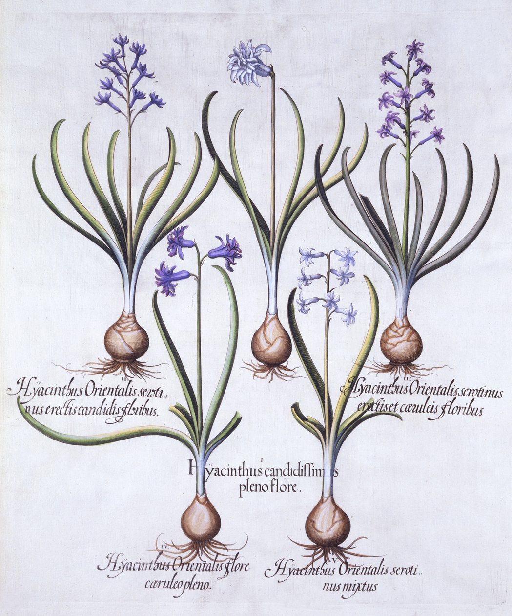 Varieties of Hyacinth with Bulb, de Hortus Eystettensis, par Basil Besler, pub. 1613 - German School
