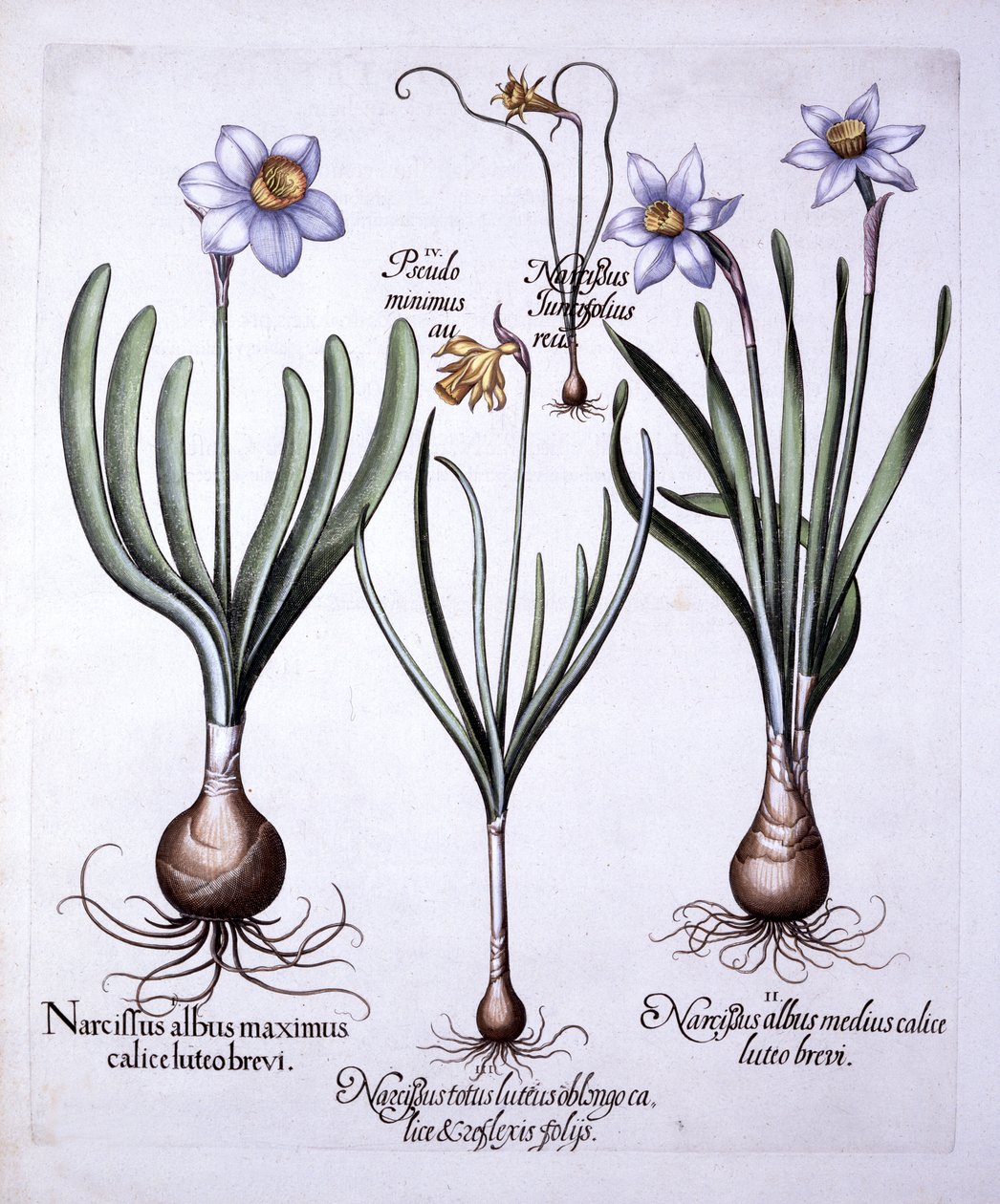 Divers narcisses, de Hortus Eystettensis, par Basil Besler, pub. 1613 - German School