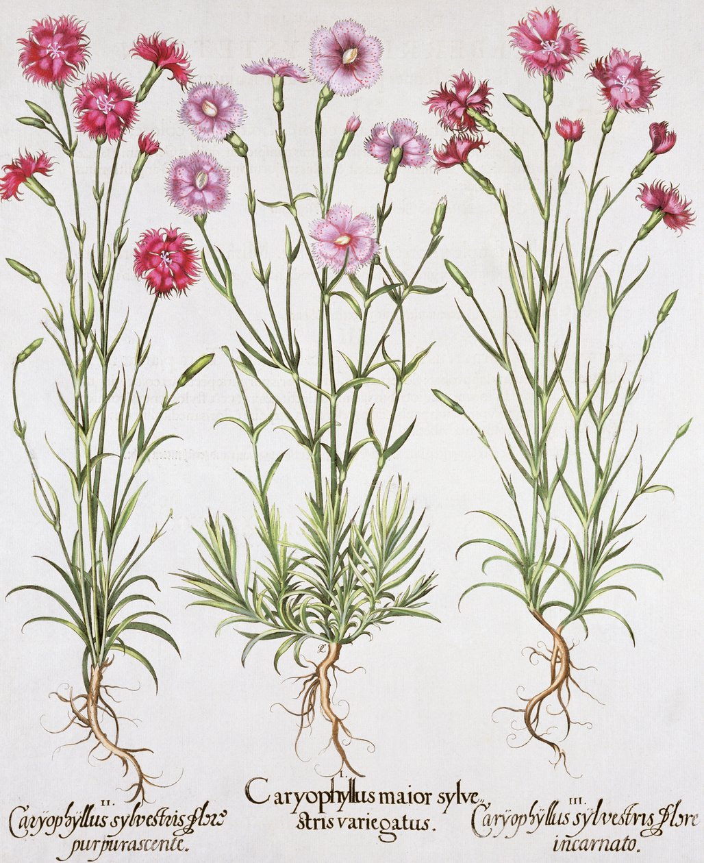 Diverses variétés de Dianthus, du Hortus Eystettensis par Basil Besler (1561-1629), pub. 1613 (gravure en couleur) - German School