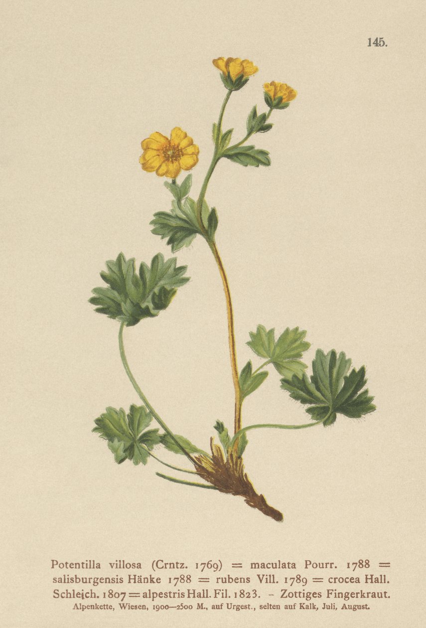 Potentille velue (Potentilla villosa) - German School