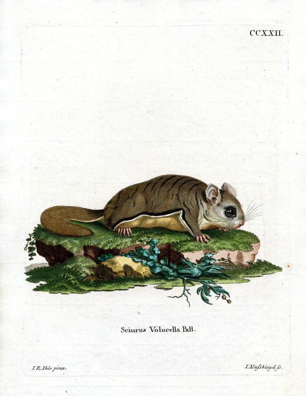 Écureuil volant de Virginie - German School