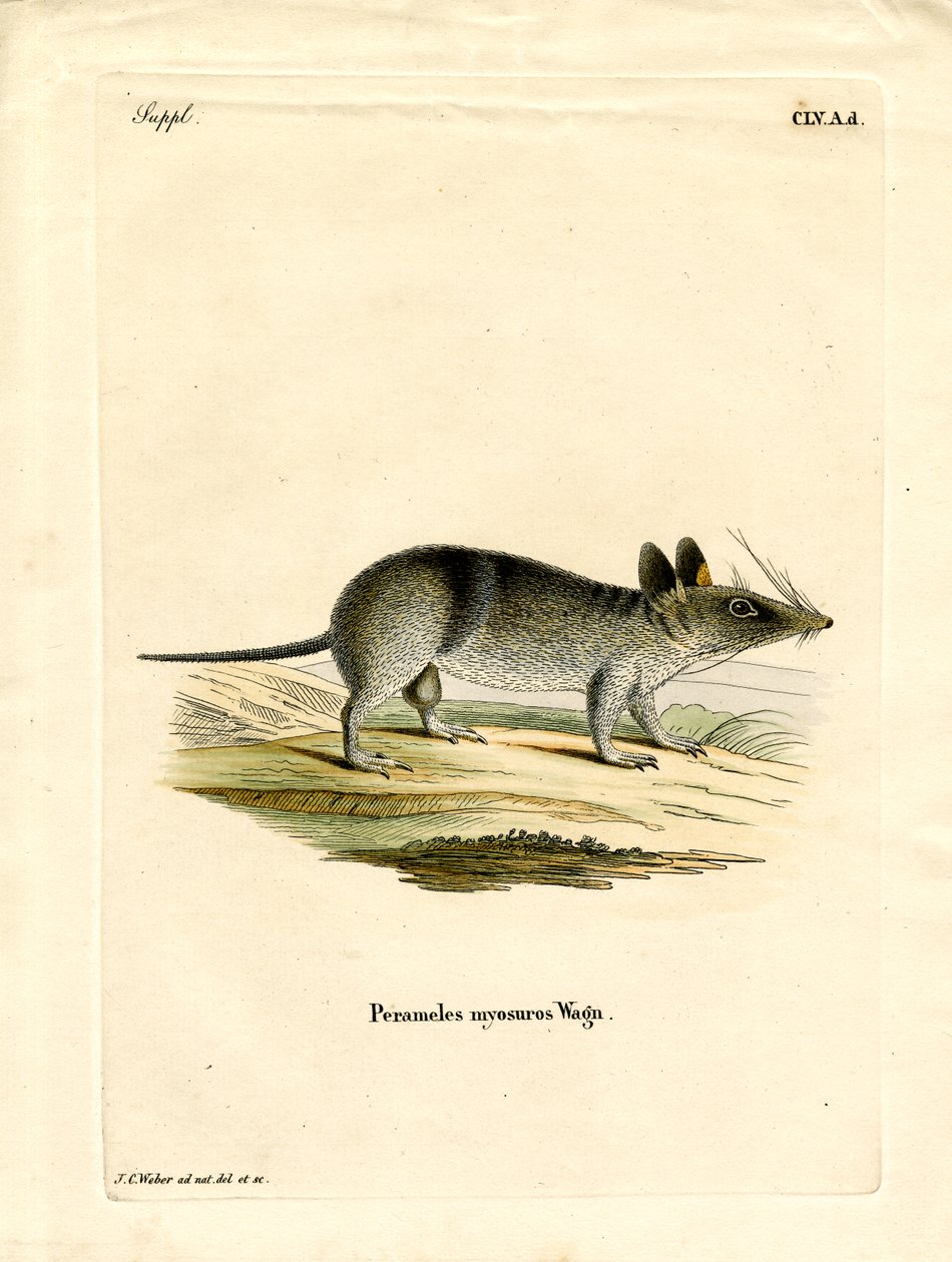 Bandicoot à barres occidentales - German School