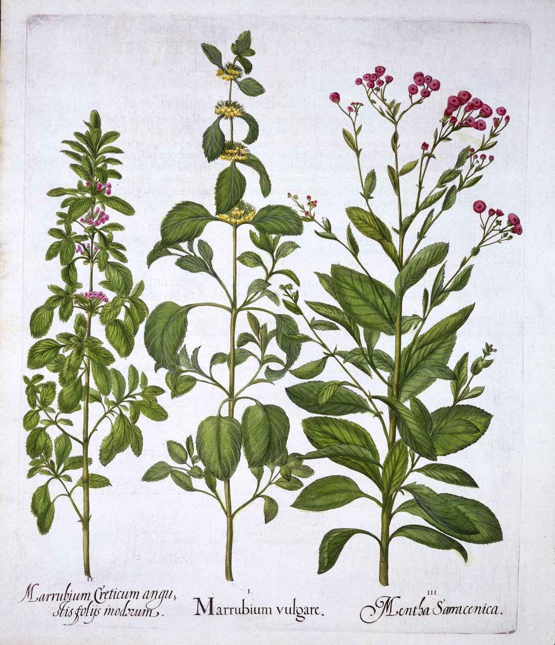 White Horehound, Horehound et Mint, de Hortus Eystettensis, par Basil Besler, pub. 1613 - German School