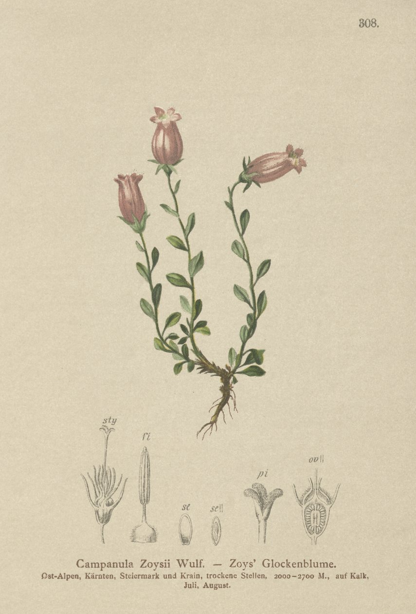 Campanule de Zois (Campanula Zoysii) - German School