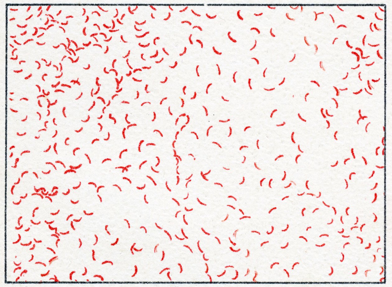 Bactérie Vibrio cholerae - German School