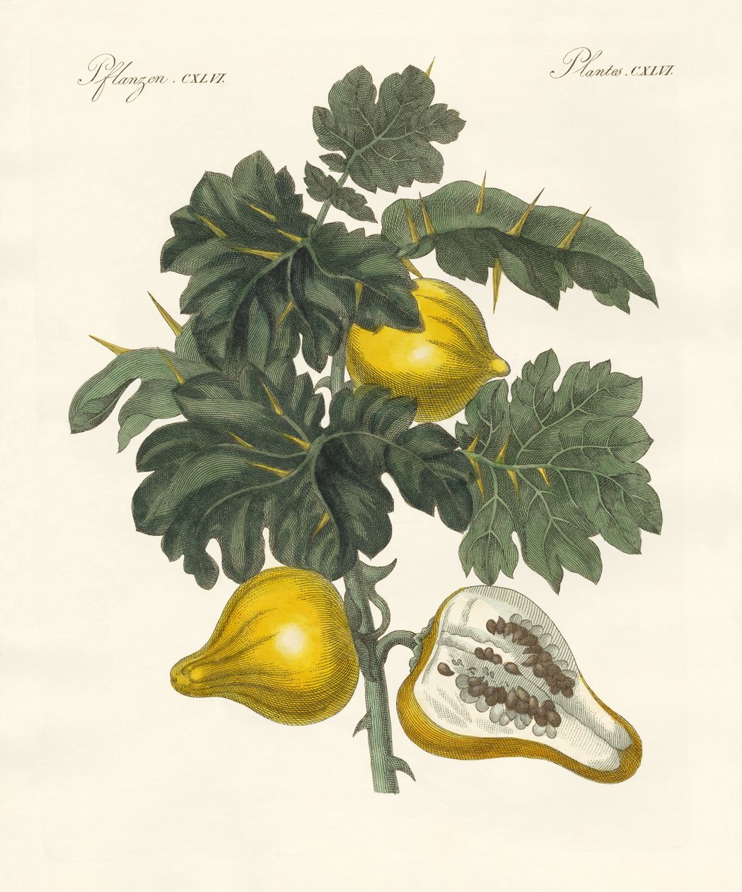 Nipplefruit - German School
