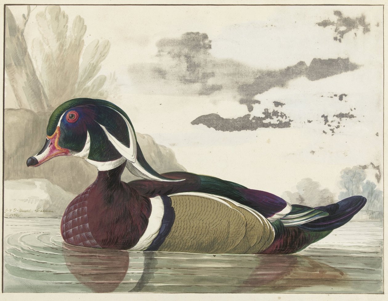 Canard de Caroline - Gerrit van den Heuvel