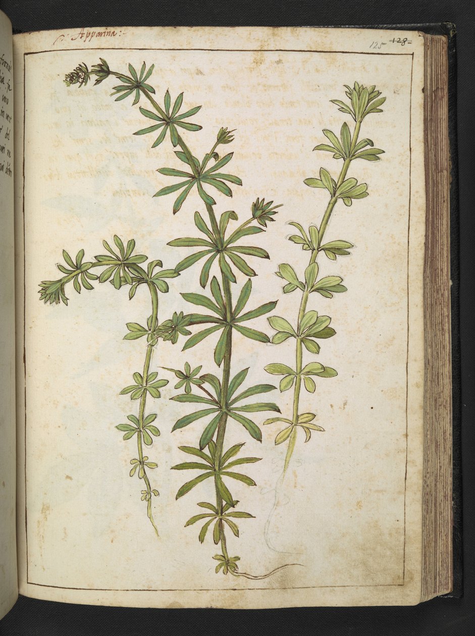 Une plante à feuilles vertes, de "Paintings of Flora of the Roman States" par Gherardo Cibo - Gherardo Cibo