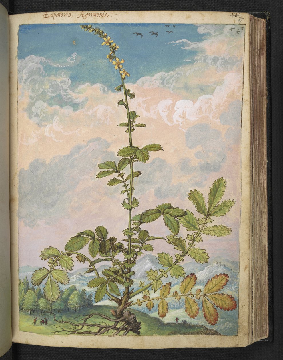 Agrimonia eupatoria, de "Paintings of Flora of the Roman States" par Gherardo Cibo - Gherardo Cibo