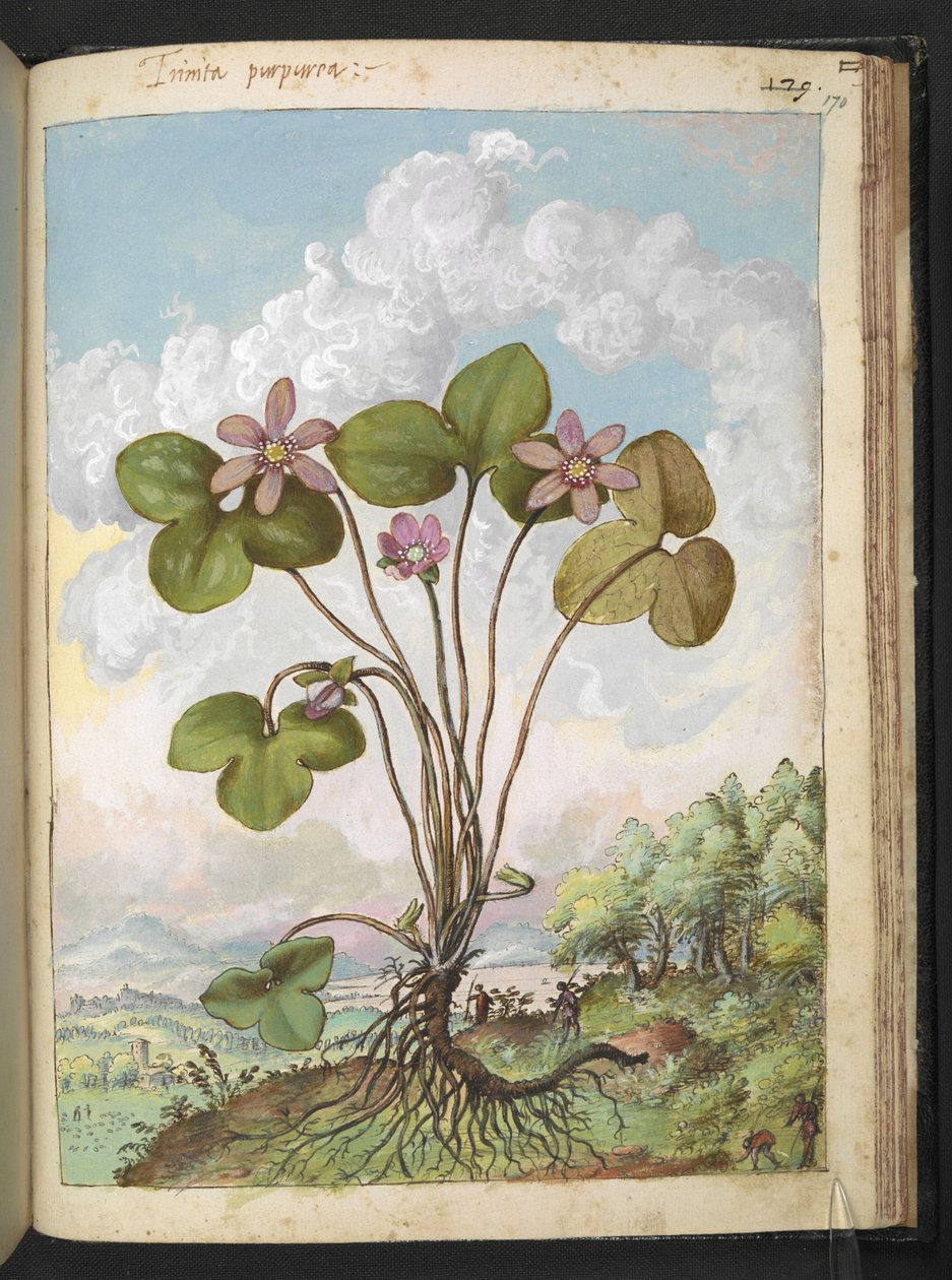 Anémone hépatique : Une plante aux pétales roses, de 