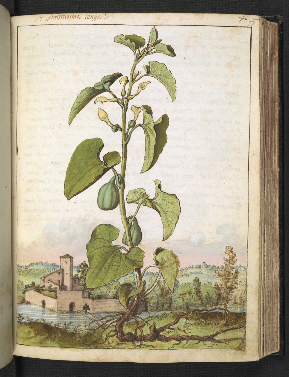 Aristolochia clematitis, de "Paintings of Flora of the Roman States" par Gherardo Cibo - Gherardo Cibo