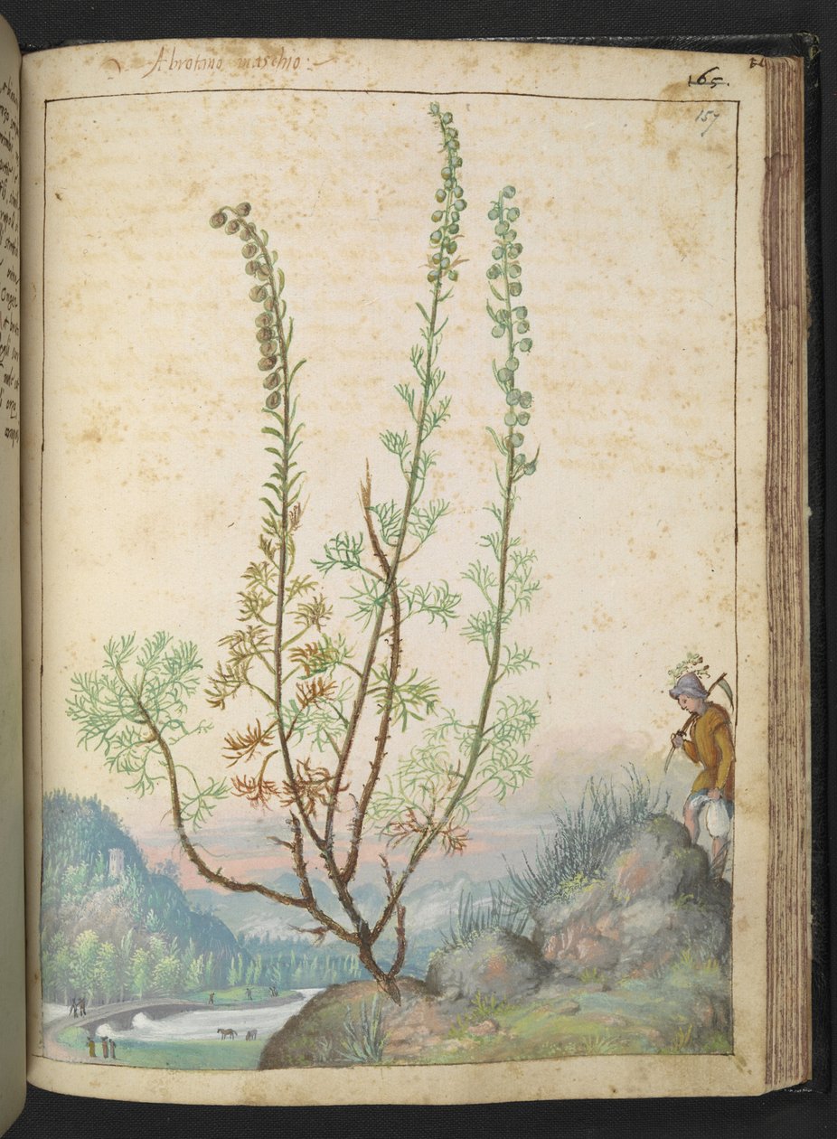 Artemisia abrotanum (southernwood), de "Paintings of Flora of the Roman States" par Gherardo Cibo - Gherardo Cibo