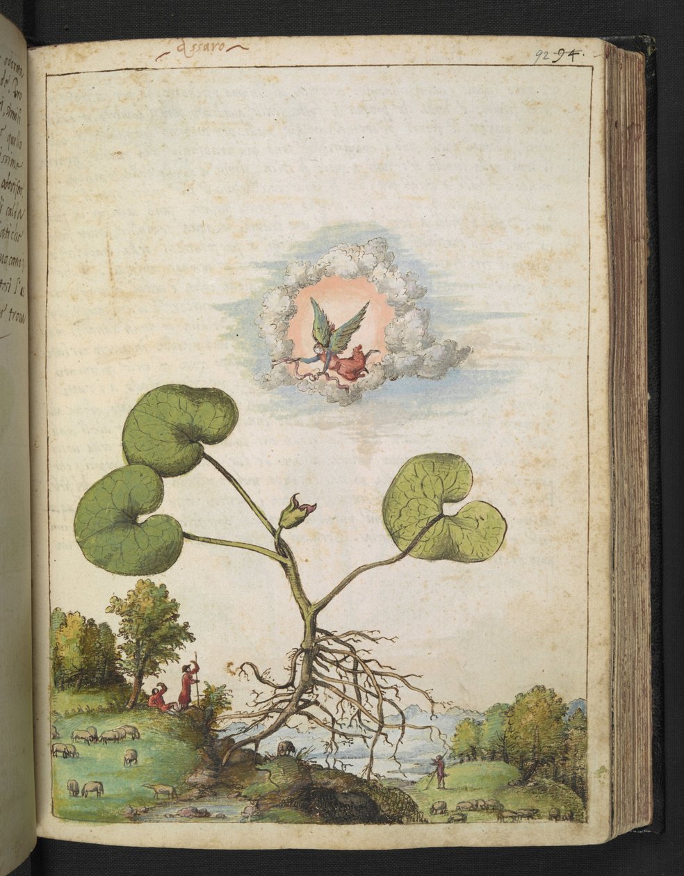 Asarum europaeum, de 