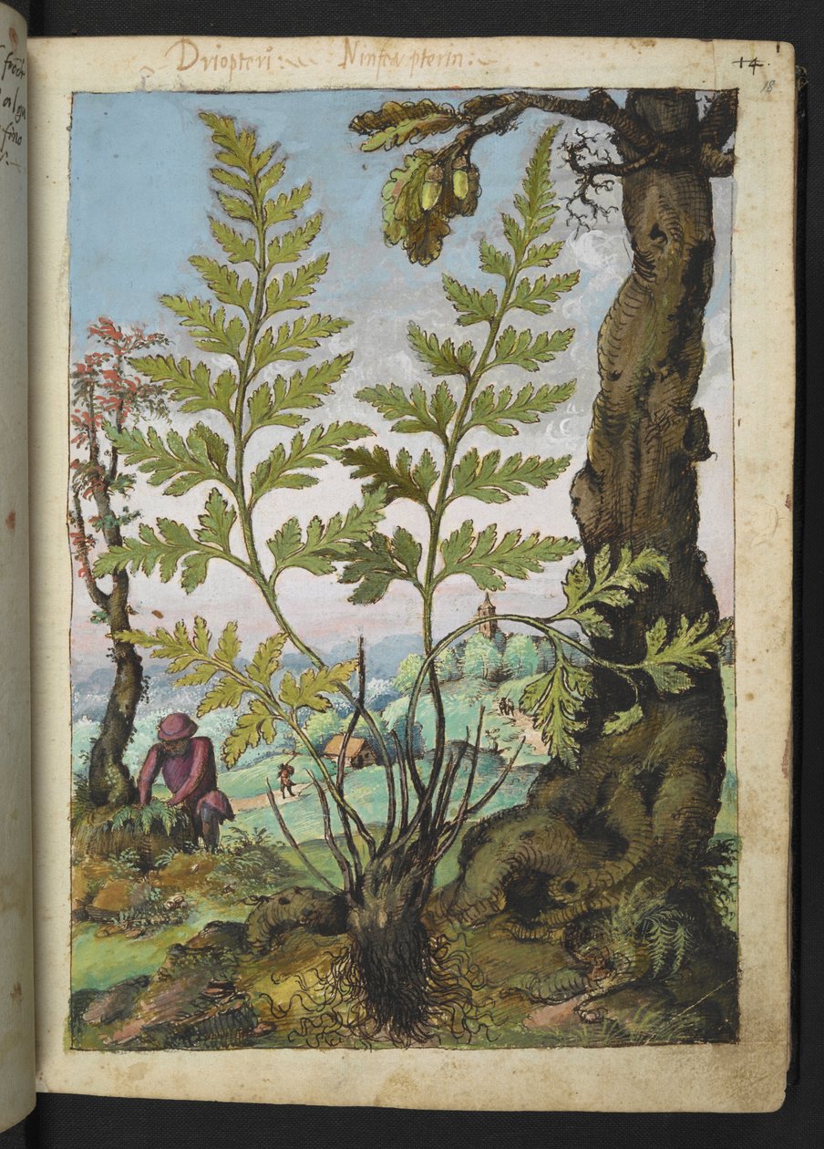 Asplenium adianthum nigrum, de 
