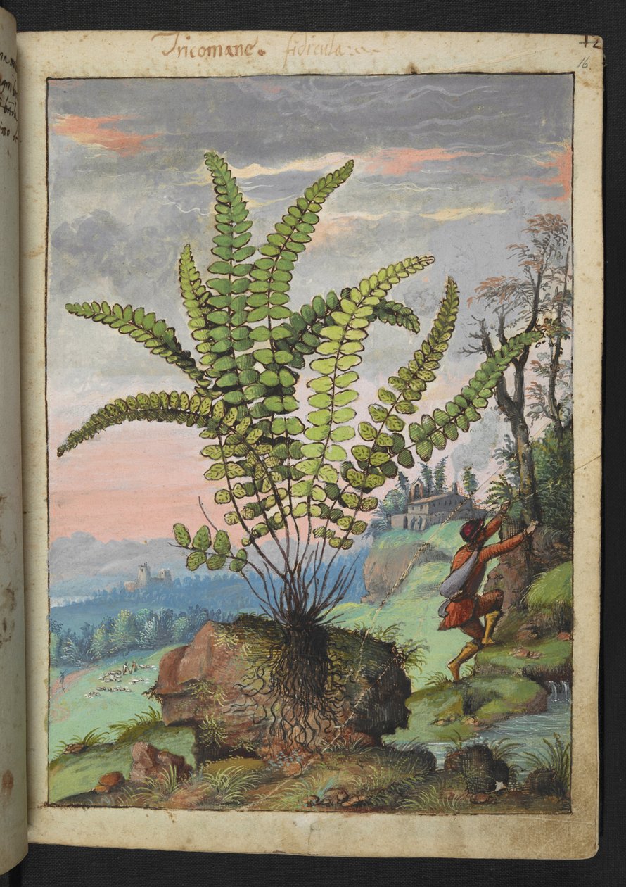 Asplenium trichomanes, de "Paintings of Flora of the Roman States" par Gherardo Cibo - Gherardo Cibo