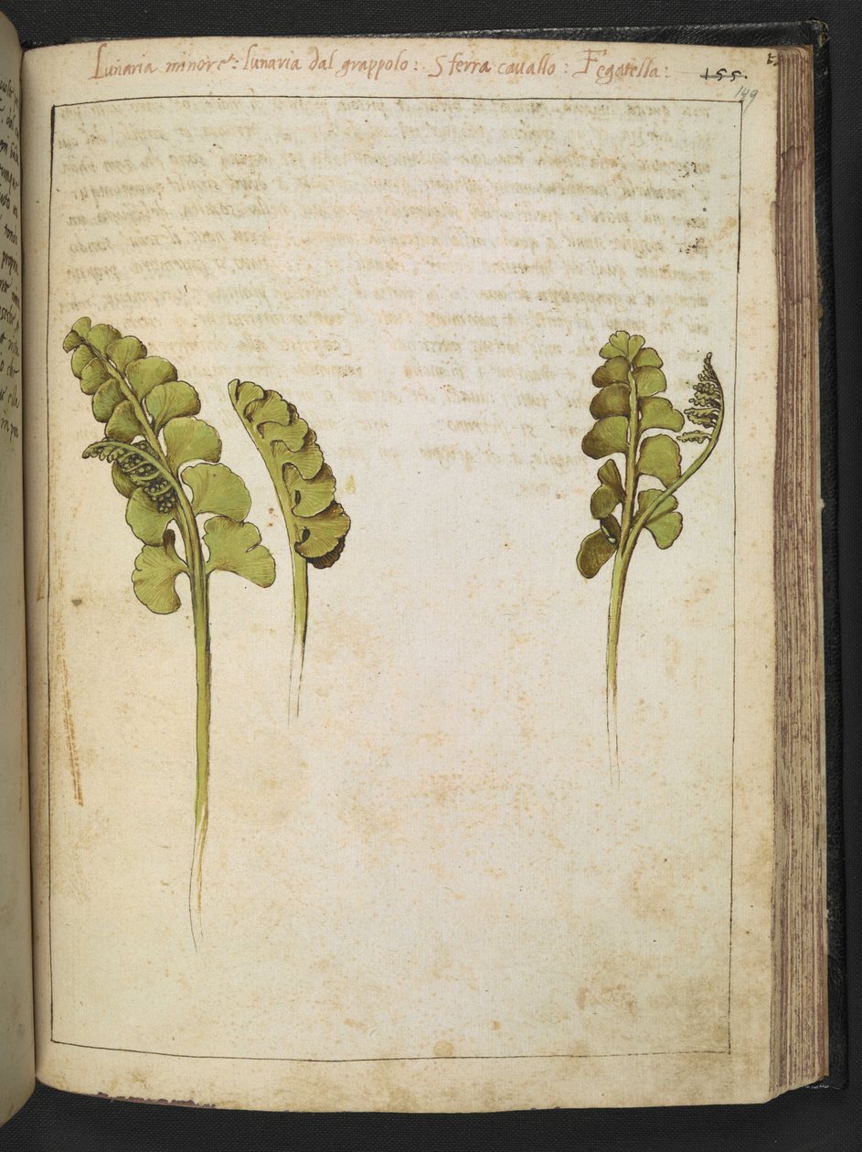 Botrychium lunaria (fougère), de "Peintures de la flore des États romains" par Gherardo Cibo, Add MS 22333, f149r, c.1564-84 - Gherardo Cibo