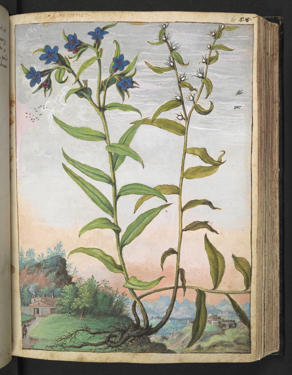 Buglossoides purpurocaerulea, de "Peintures de la flore des États romains" par Gherardo Cibo, Add MS 22333, f061r, c.1564-84 - Gherardo Cibo