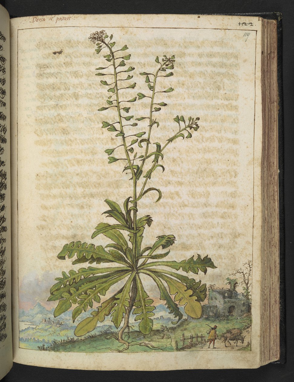 Capsella bursa-pastoris, de "Paintings of Flora of the Roman States" par Gherardo Cibo - Gherardo Cibo