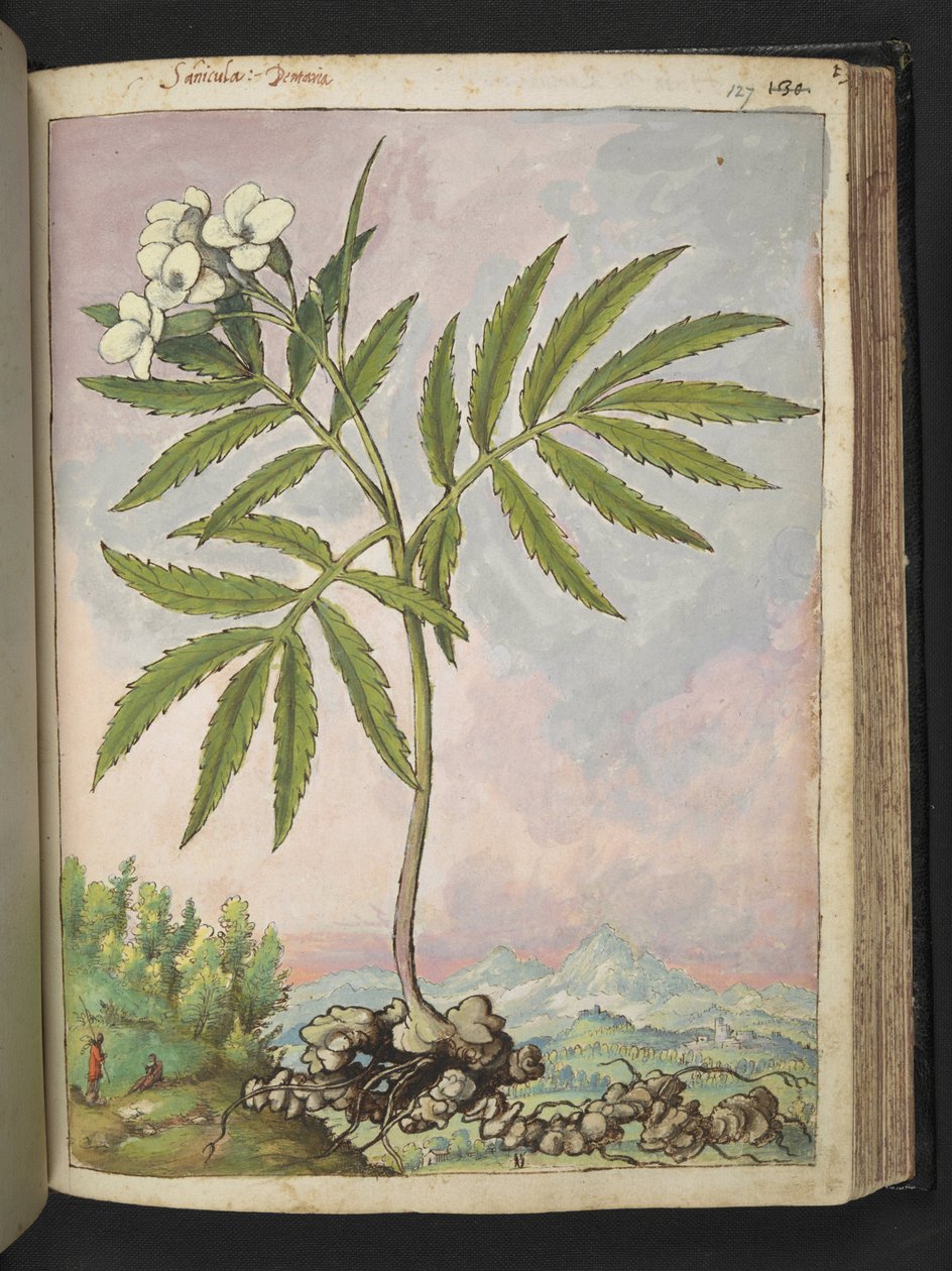 Cardamine heptaphylla, de 