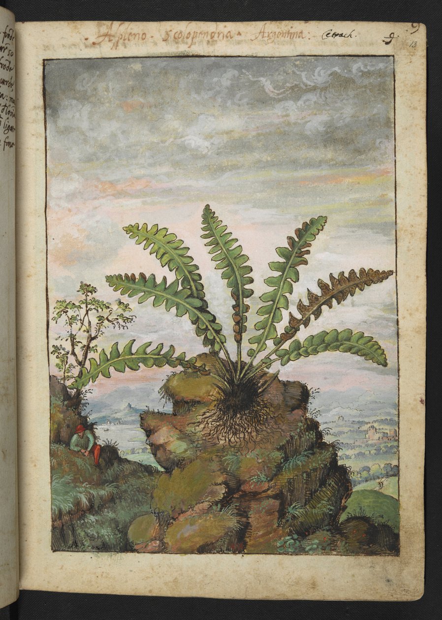 Ceterach officinarum, de "Paintings of Flora of the Roman States" par Gherardo Cibo - Gherardo Cibo