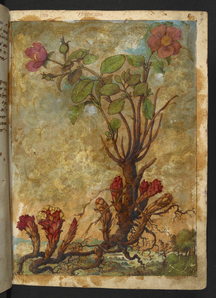 Cytinus hypocistis, de "Peintures de la flore des États romains" par Gherardo Cibo - Gherardo Cibo