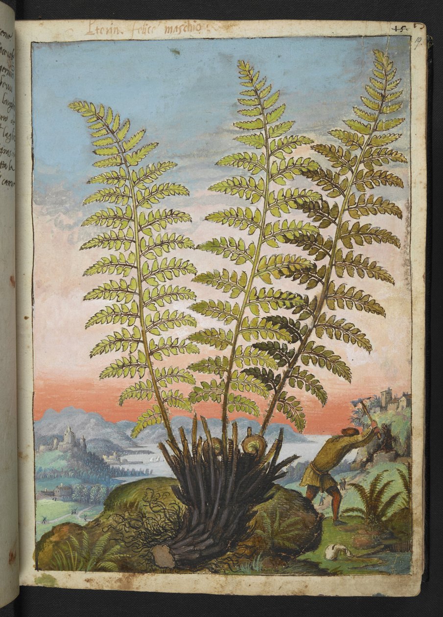Dryopteris filix mas: Une fougère, de "Paintings of Flora of the Roman States" par Gherardo Cibo - Gherardo Cibo