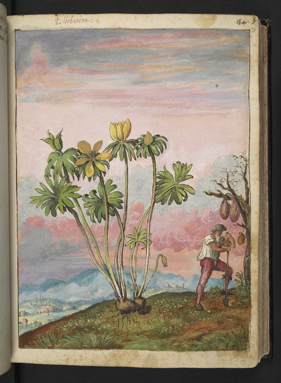 Eranthis hyemalis, de "Paintings of Flora of the Roman States" par Gherardo Cibo - Gherardo Cibo