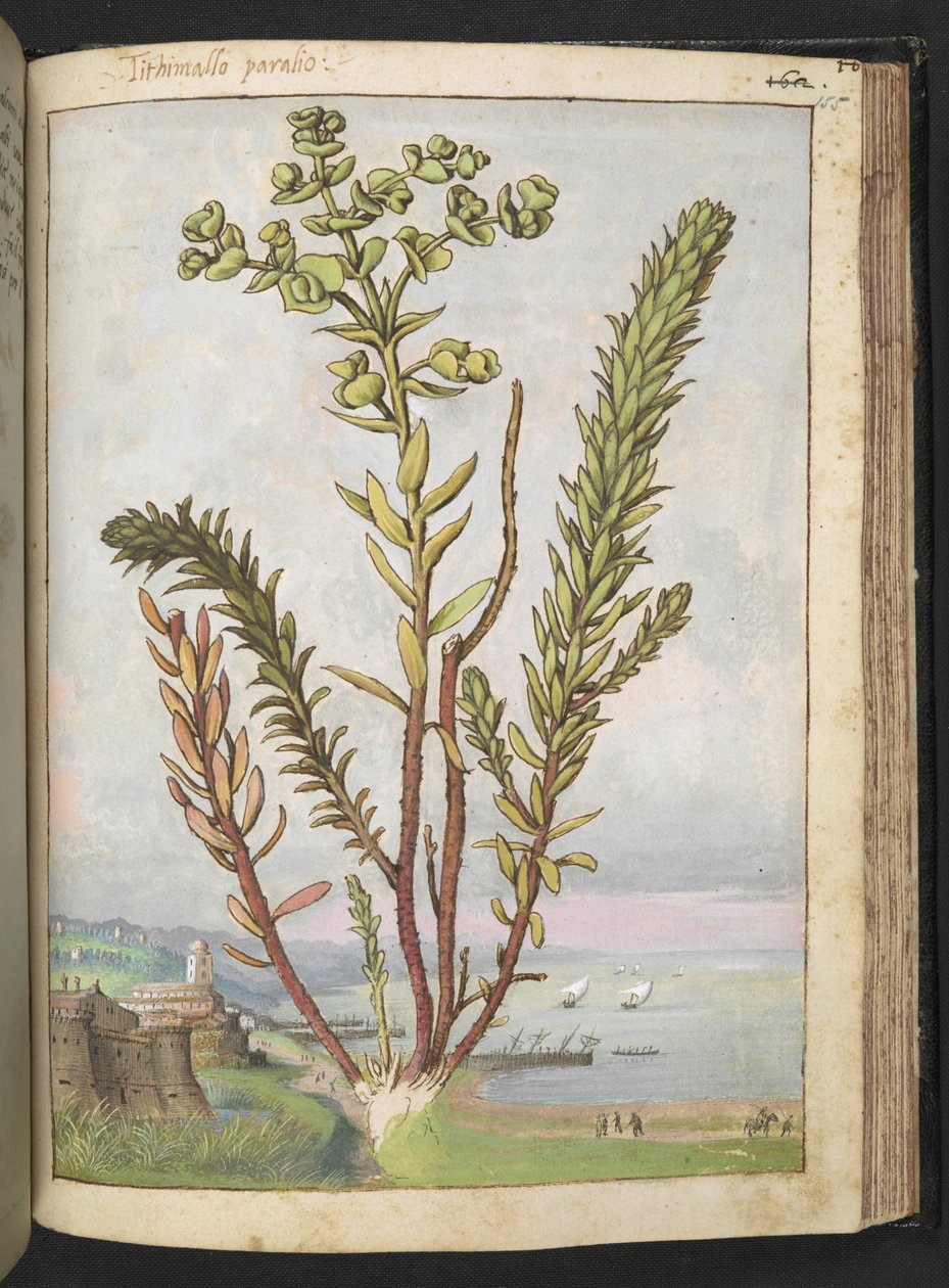 Euphorbia paralias, de "Paintings of Flora of the Roman States" par Gherardo Cibo - Gherardo Cibo