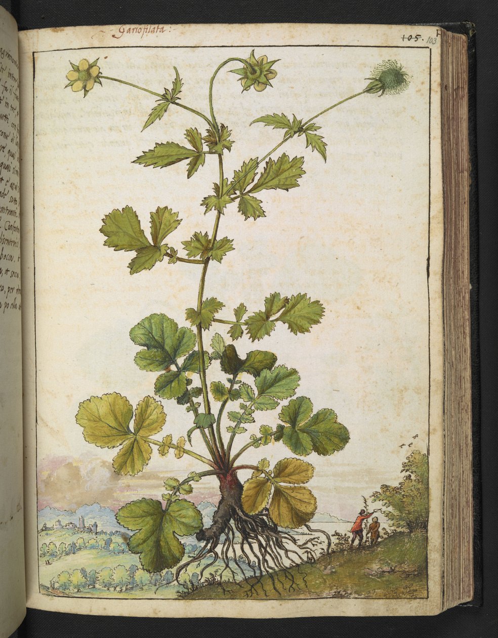 Geum urbanum, de "Peintures de la flore des États romains" par Gherardo Cibo, Add MS 22333, f103r, c.1564-84 - Gherardo Cibo