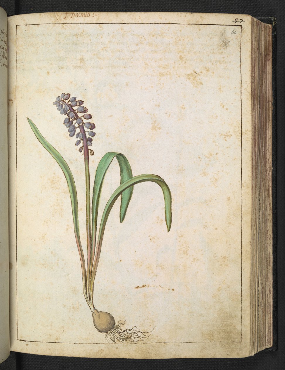 Hyacinthus, de "Paintings of Flora of the Roman States" par Gherardo Cibo - Gherardo Cibo