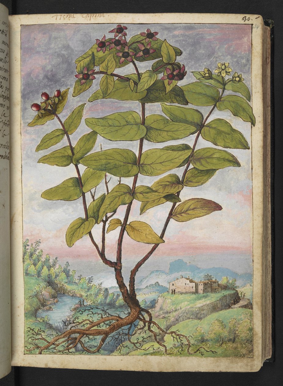 Hypericum hircinum, de "Peintures de la flore des États romains" par Gherardo Cibo - Gherardo Cibo