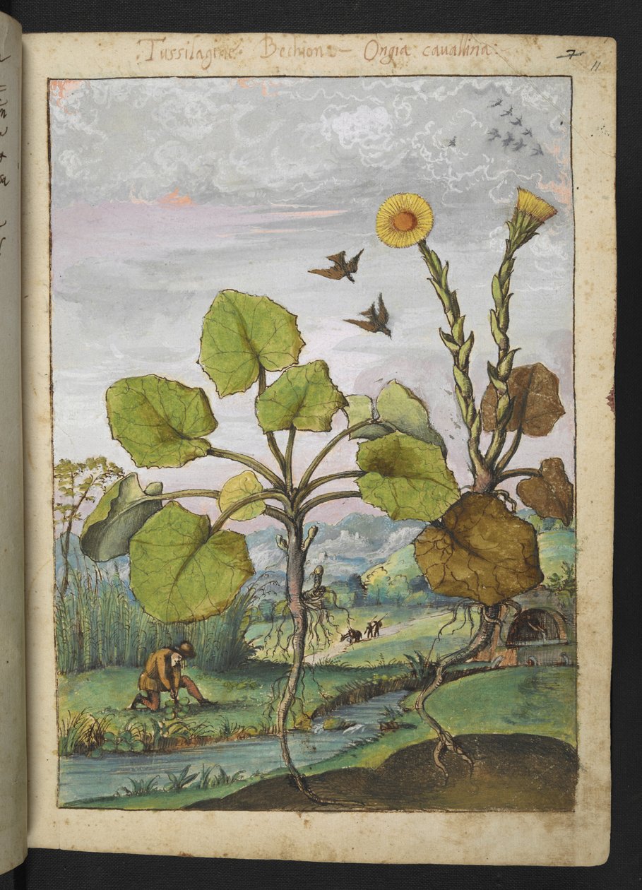 Ligularia tussilaginea (Plante léopard), de "Peintures de la flore des États romains" par Gherardo Cibo - Gherardo Cibo