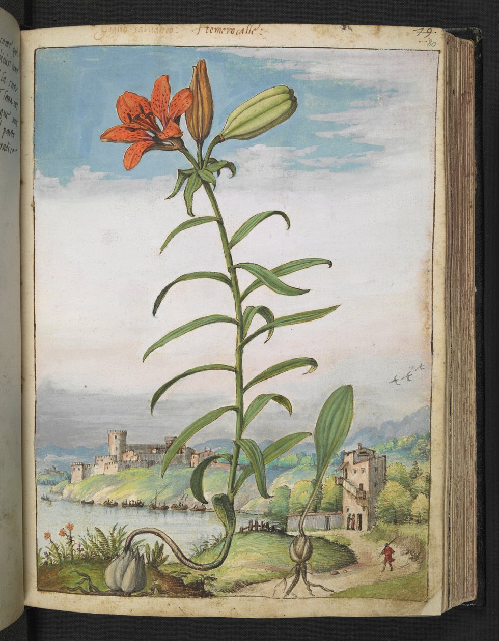 Lilium bulbiferum: Une plante à pétales rouges, de "Paintings of Flora of the Roman States" par Gherardo Cibo - Gherardo Cibo