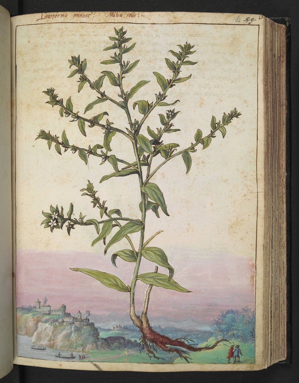 Lithospermum officinale, de "Peintures de la flore des États romains" par Gherardo Cibo - Gherardo Cibo