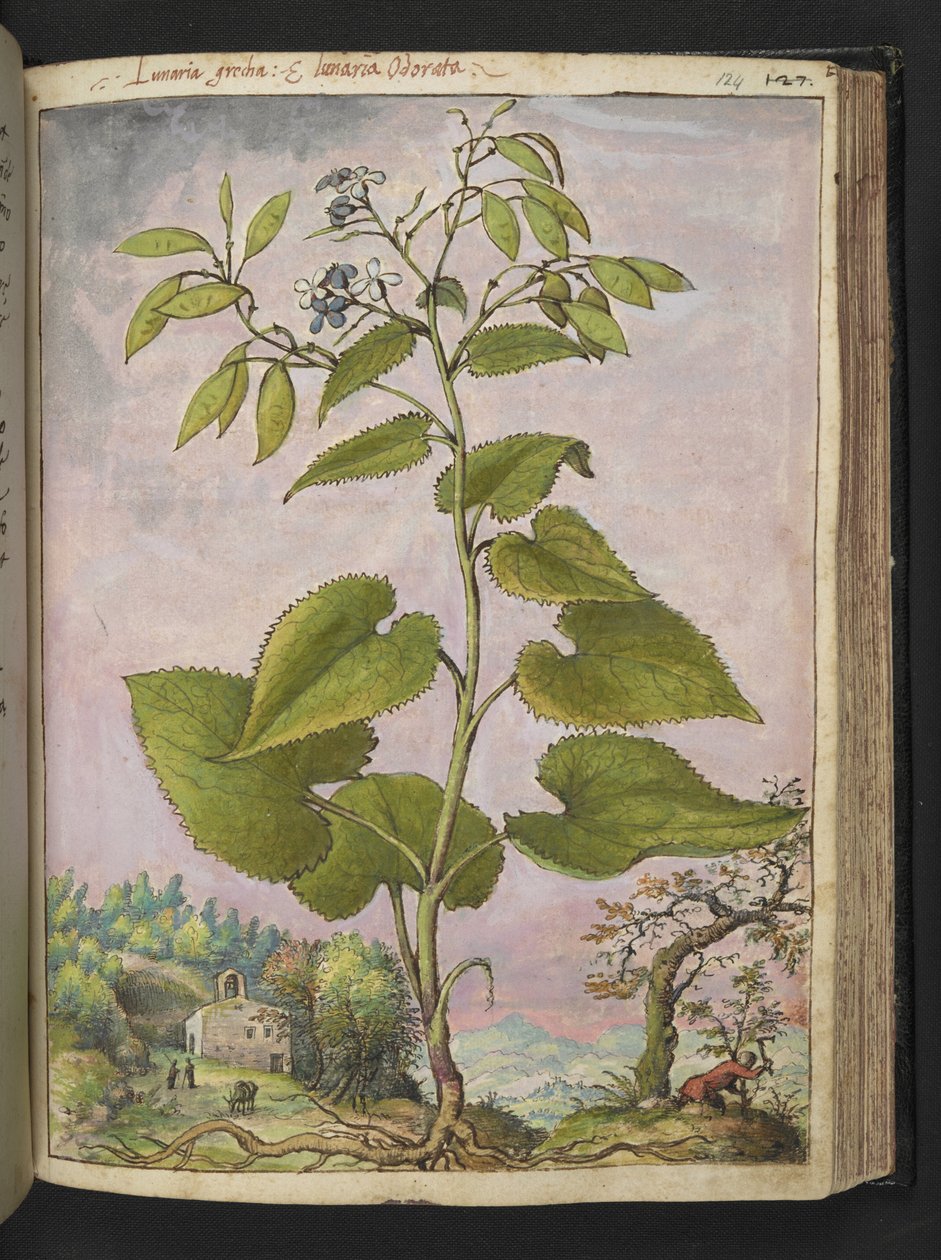 Lunaria redivivia, de "Paintings of Flora of the Roman States" par Gherardo Cibo - Gherardo Cibo