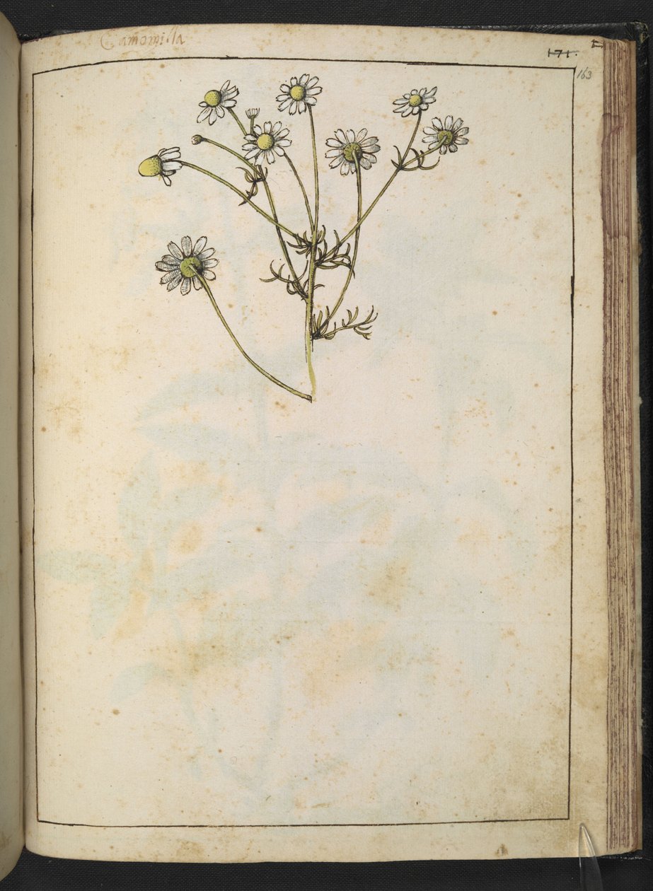 Matricaria chamomilla (Camomille), de "Peintures de la flore des États romains" par Gherardo Cibo, Add MS 22333, f163r, c.1564-84 - Gherardo Cibo