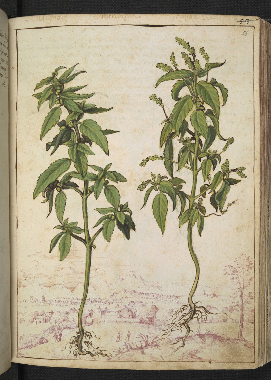 Mercurialis annua, de "Paintings of Flora of the Roman States" par Gherardo Cibo - Gherardo Cibo