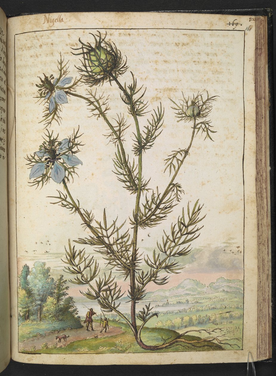 Nigella damascena, de "Peintures de la flore des États romains" par Gherardo Cibo - Gherardo Cibo