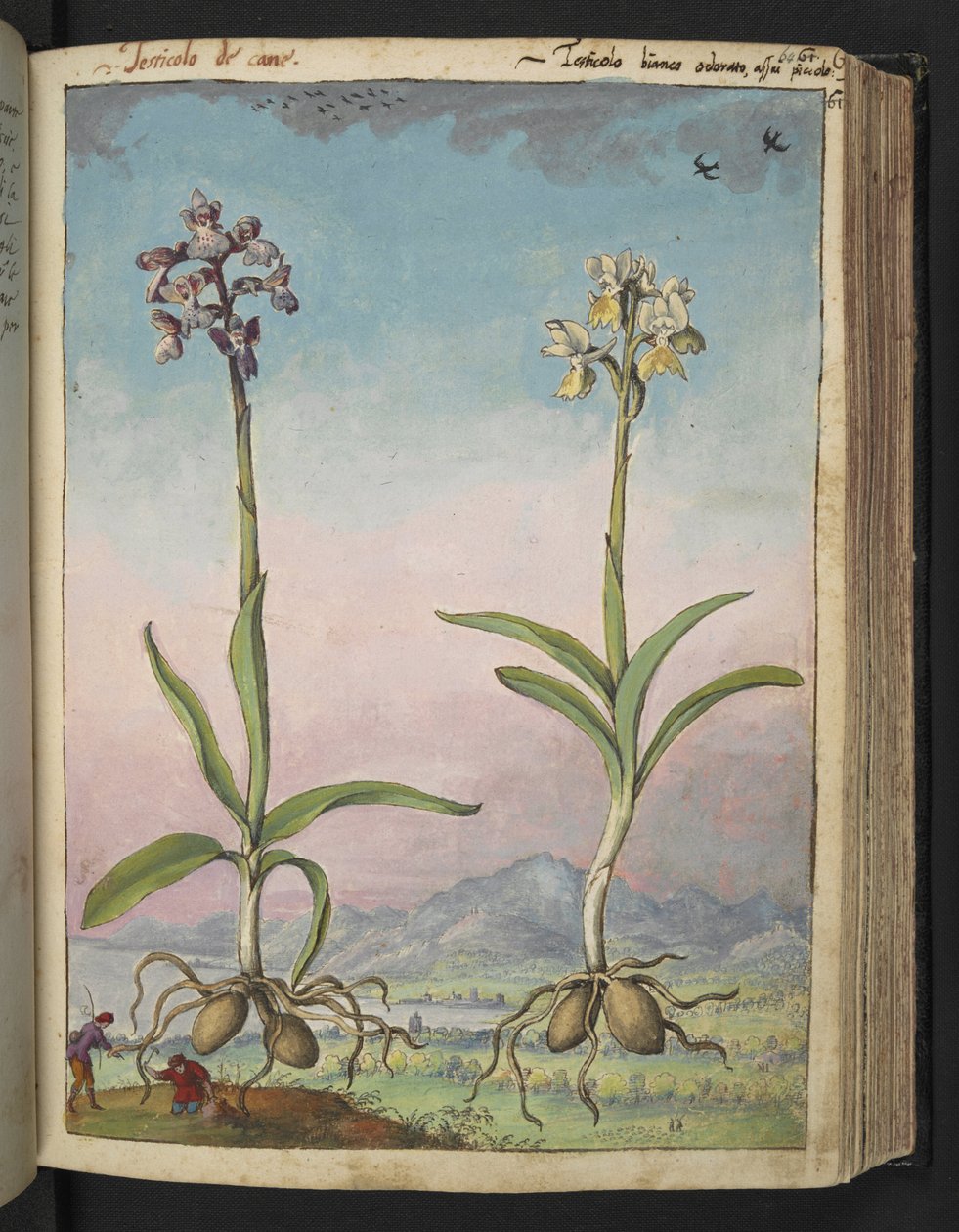 Orchis pallens: Deux plantes à fleurs, de "Paintings of Flora of the Roman States" par Gherardo Cibo - Gherardo Cibo