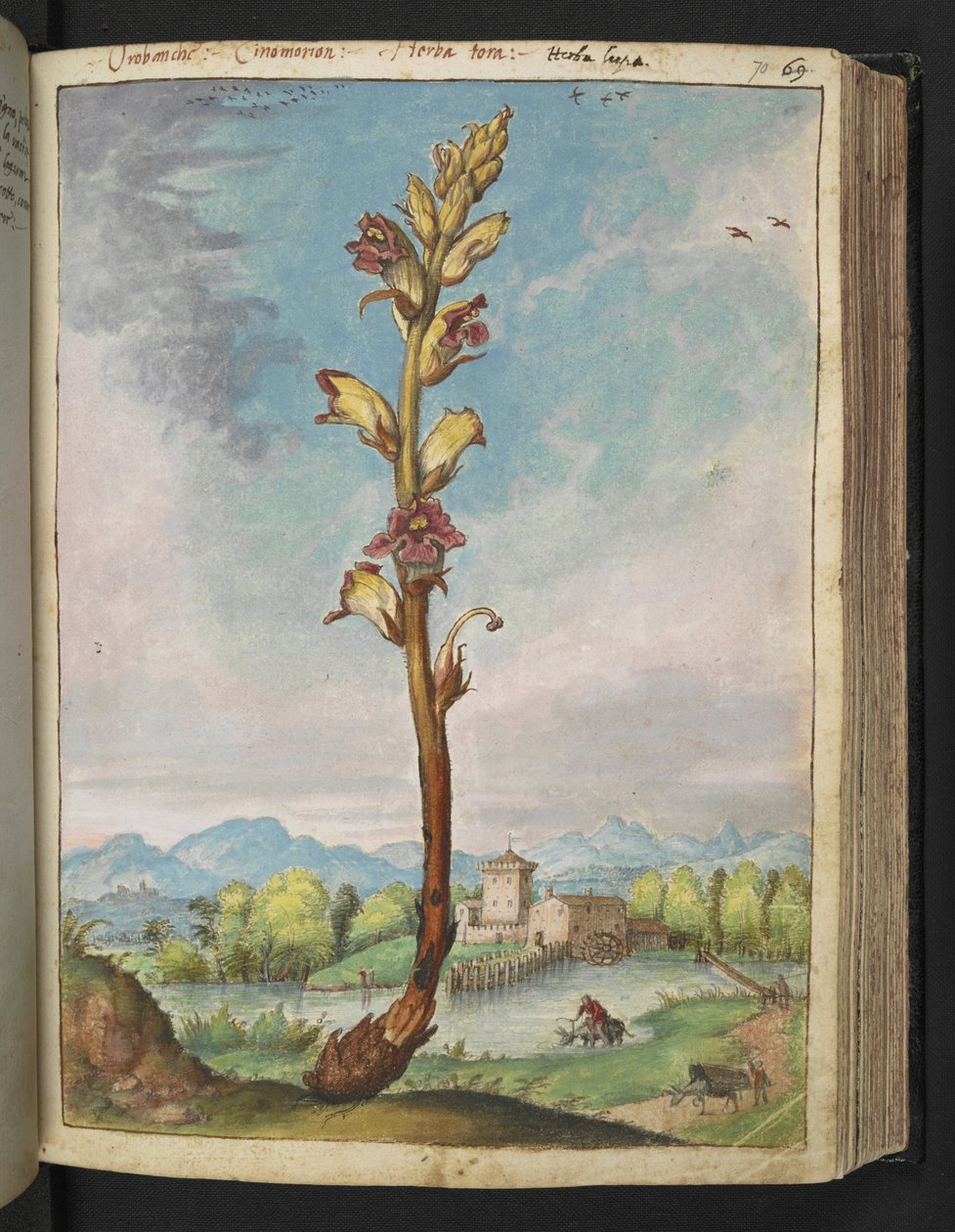 Orobanche gracilis, de "Peintures de la flore des États romains" par Gherardo Cibo, Add MS 22333, f070r, c.1564-84 - Gherardo Cibo