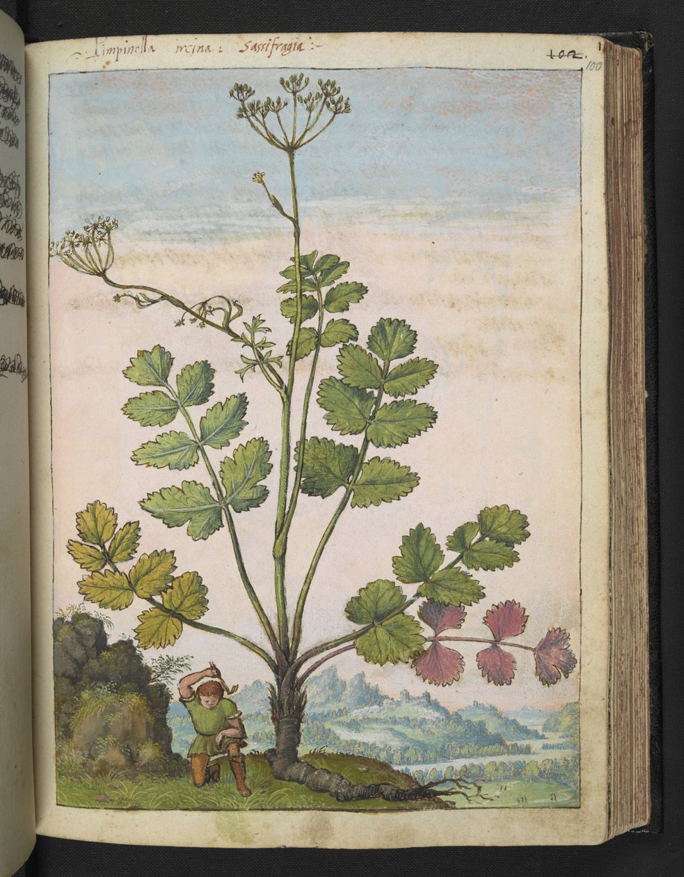 Pimpinella major, de "Peintures de la flore des États romains" par Gherardo Cibo, Add MS 22333, f100r, c.1564-84 - Gherardo Cibo