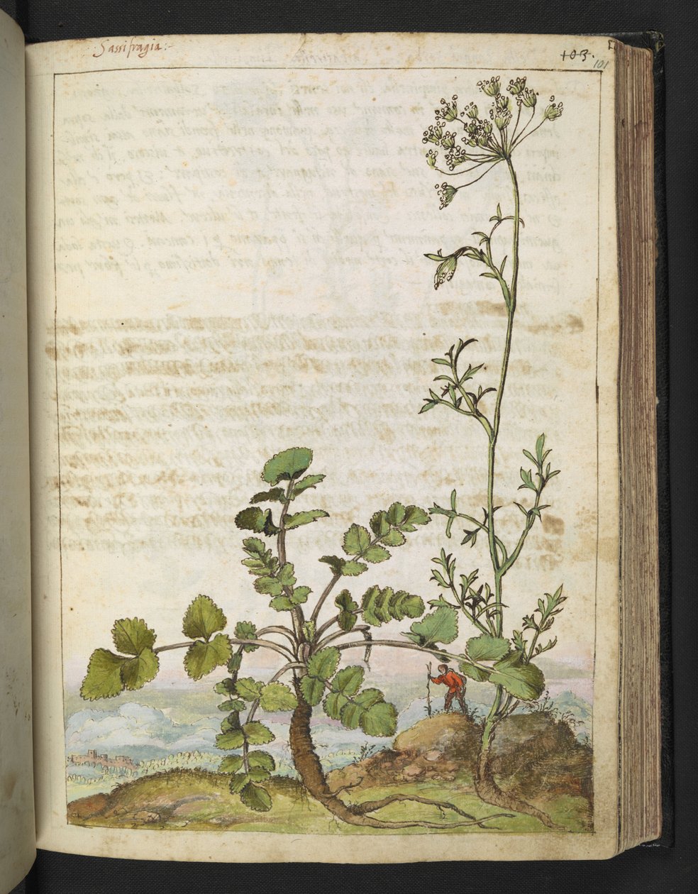 Pimpinella saxifraga, de "Paintings of Flora of the Roman States" par Gherardo Cibo - Gherardo Cibo